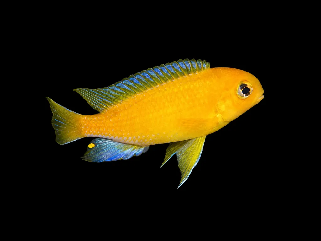 Bigeye tropheops (Tropheops macrophthalmus)