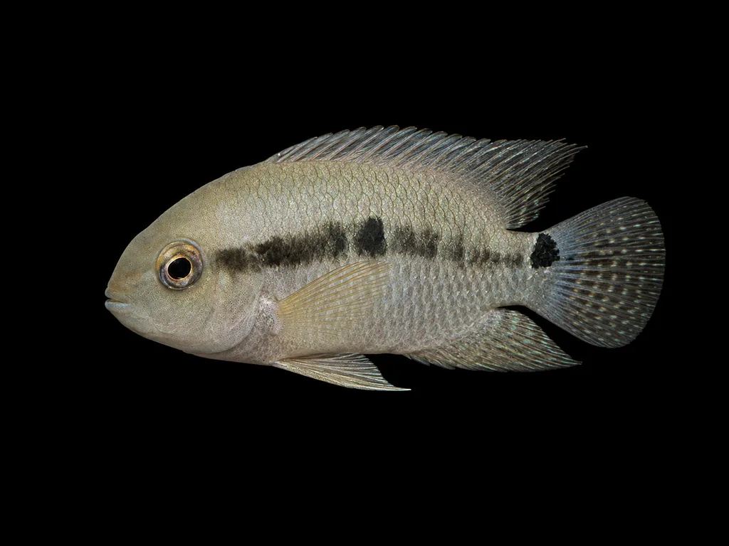 Black acara (Cichlasoma bimaculatum)