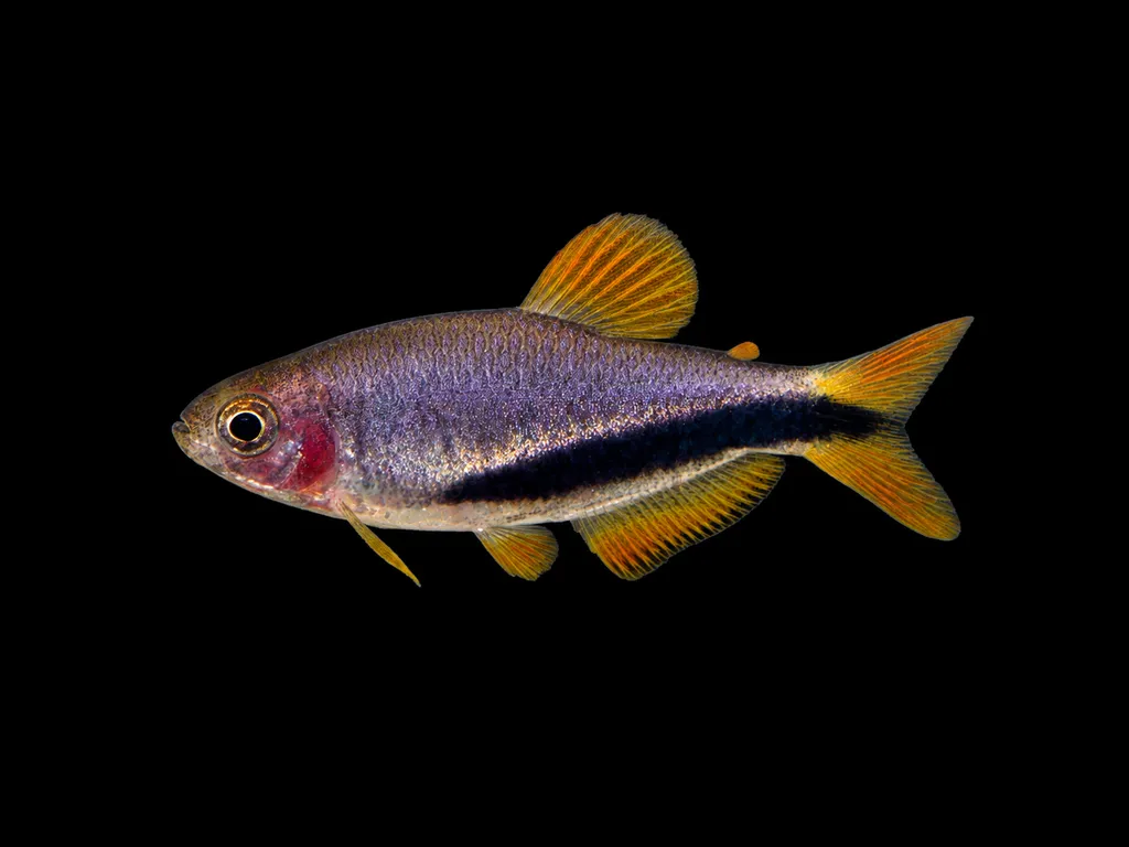 Black arrow tetra (Inpaichthys luizae)