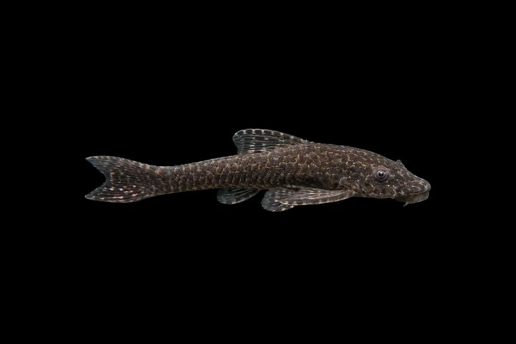 Black otocinclus (Hisonotus notatus)