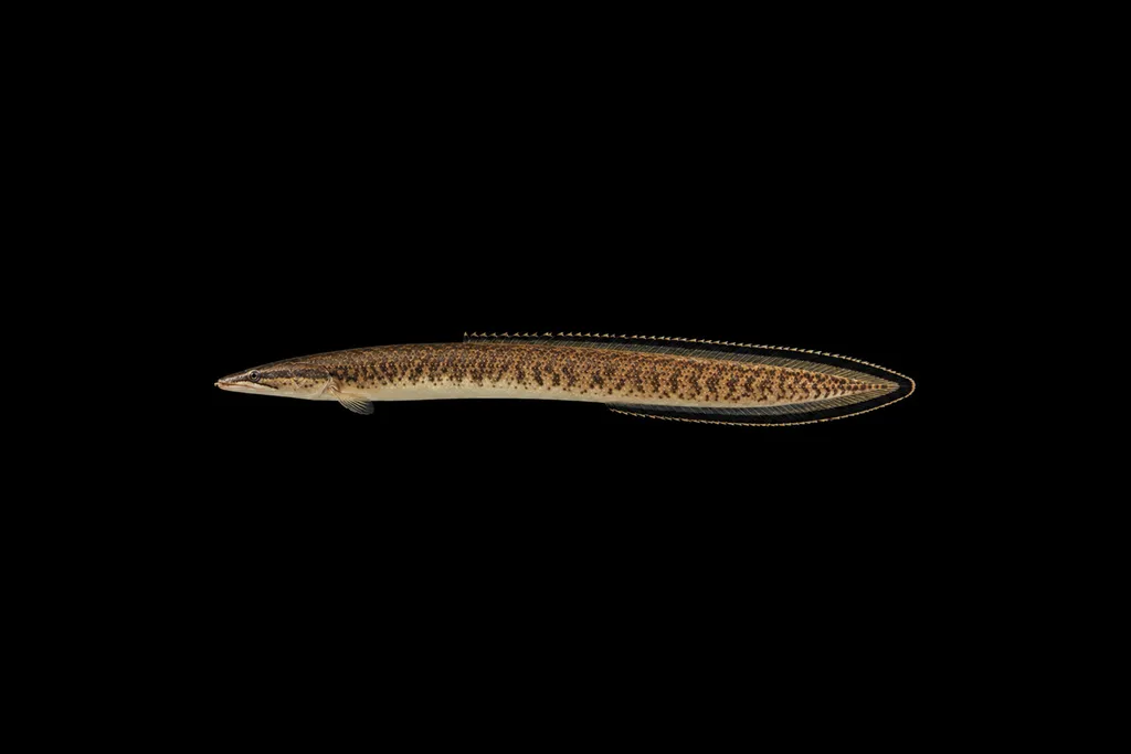 Blackedge spiny eel (Mastacembelus nigromarginatus)