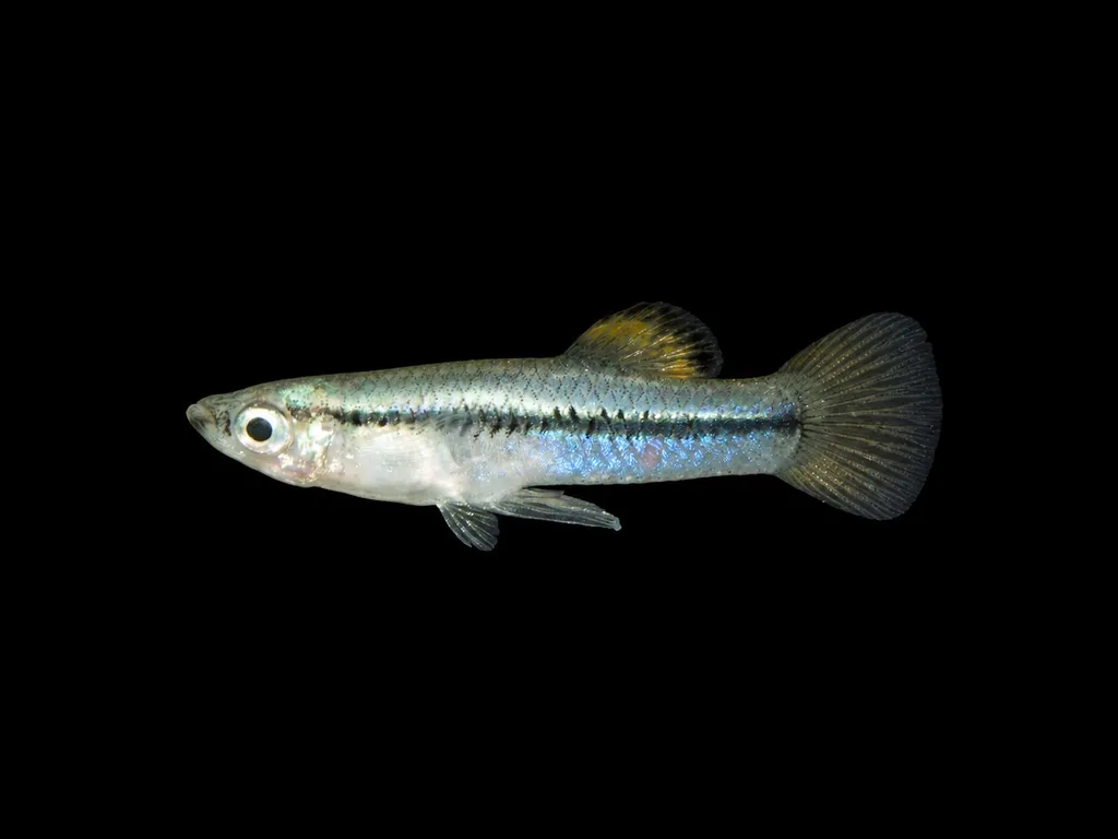 Blackline mosquitofish (Gambusia vittata)