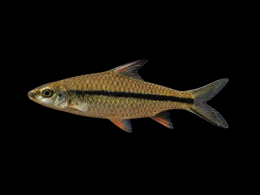 Blackline poropuntius barb (Poropuntius melanogrammus)