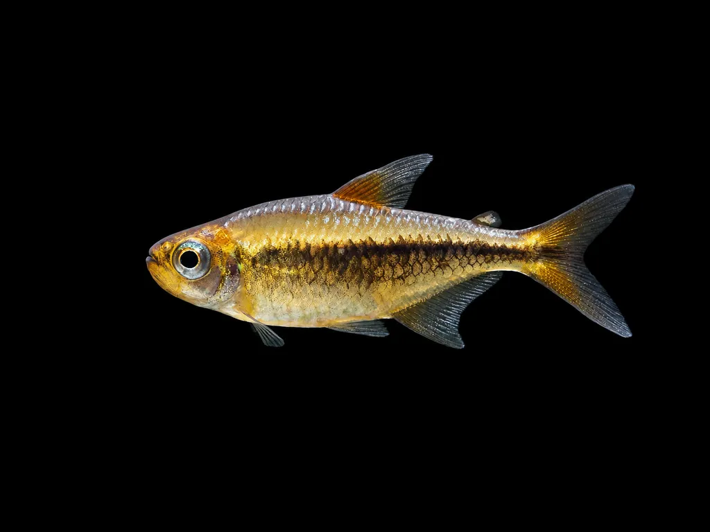 Blackmargin tetra (Moenkhausia nigromarginata)