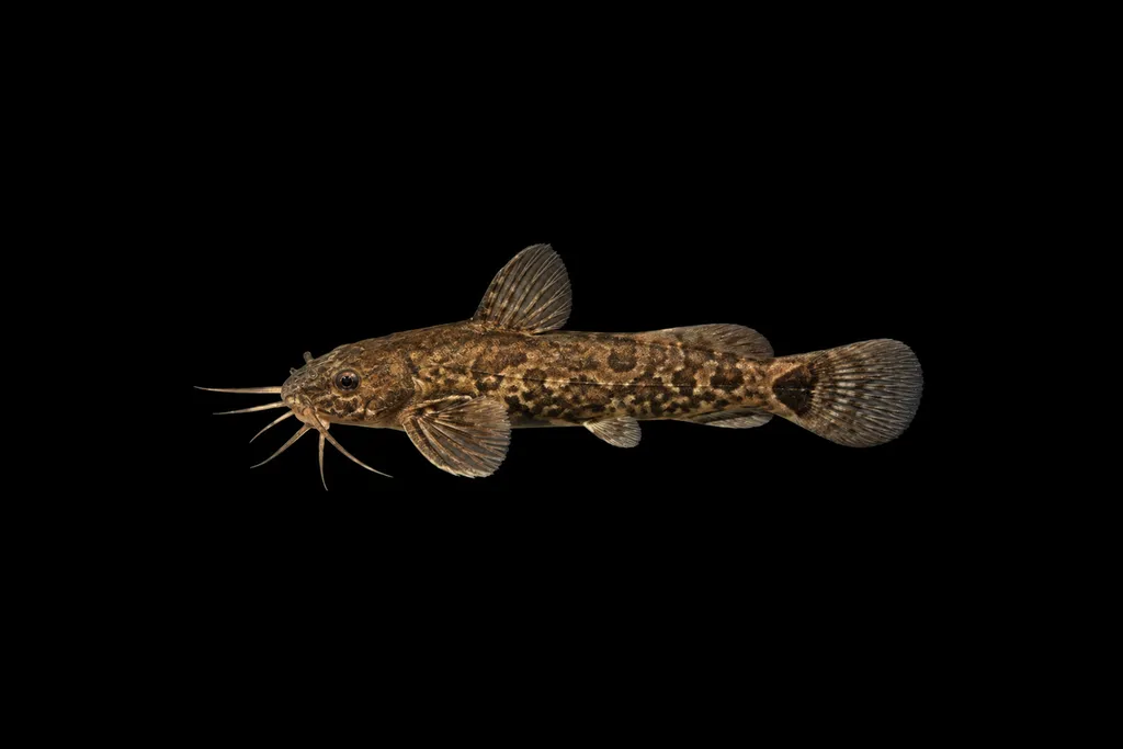 Blotched sisorid catfish (Glyptothorax macromaculatus)