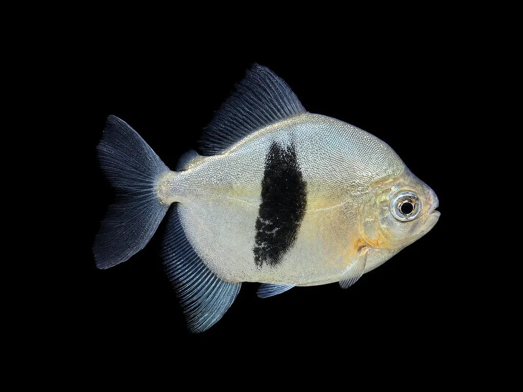 Blue hook silver dollar (Myloplus aylan)
