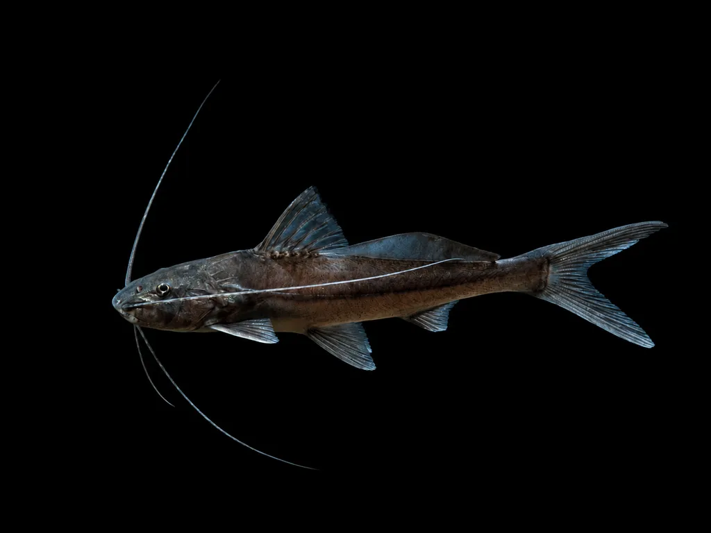 Blue jumper catfish (Exallodontus aguanai)