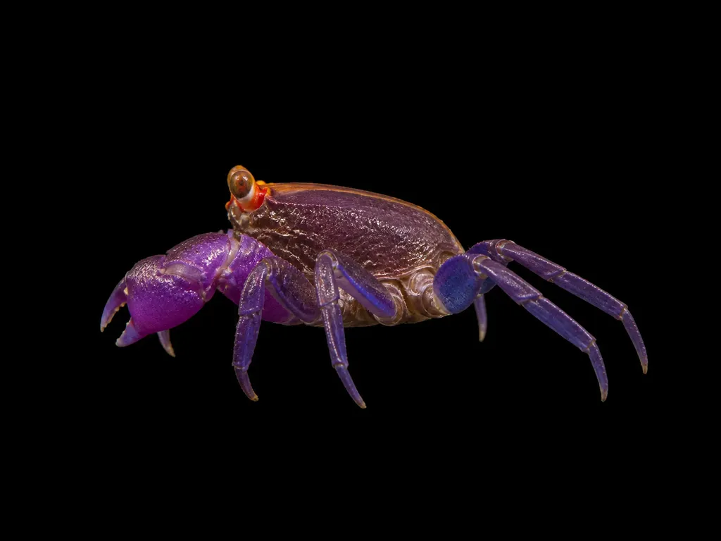 Blue-leg vampire crab (Geosesarma bicolor)