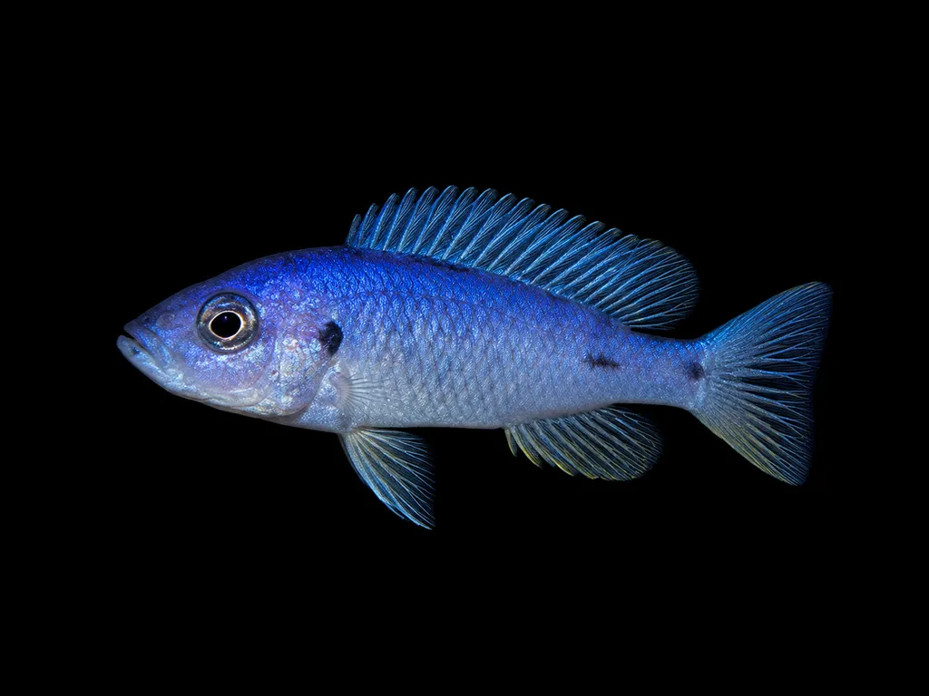 Blue nyererei (Pundamilia azurea)