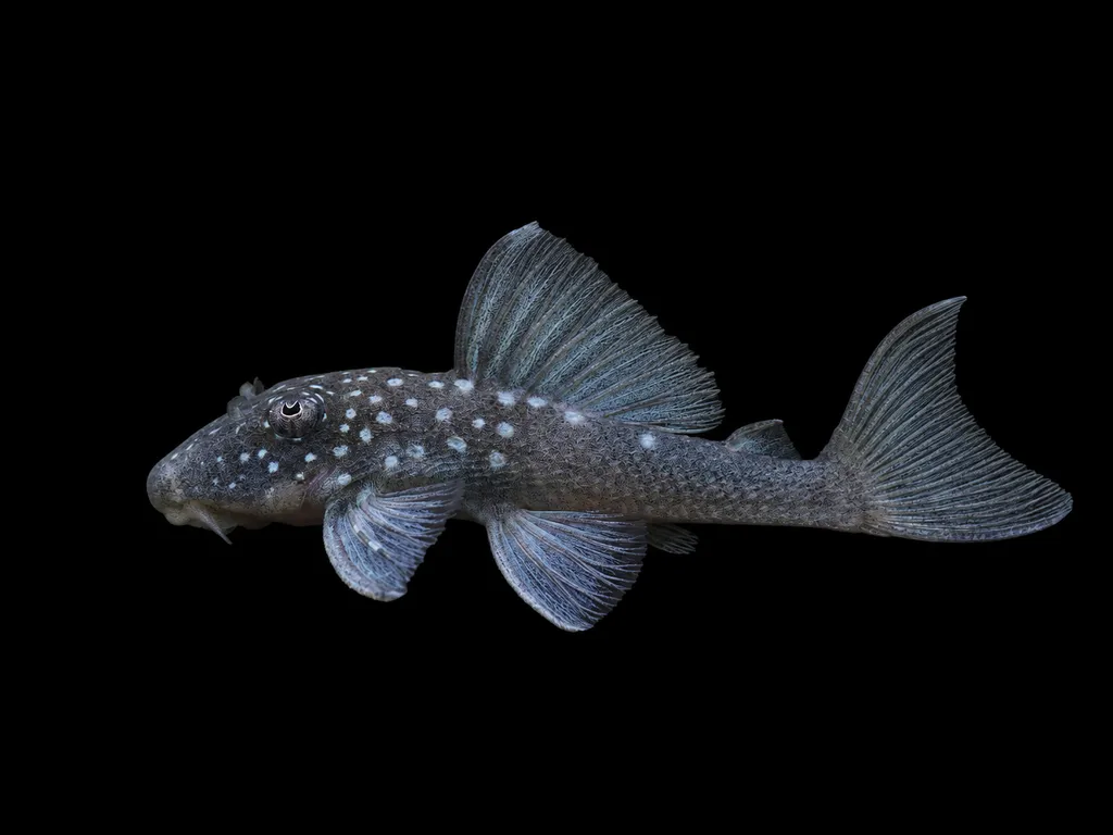 Blue phantom pleco (L128) (Hemiancistrus sp. L128)