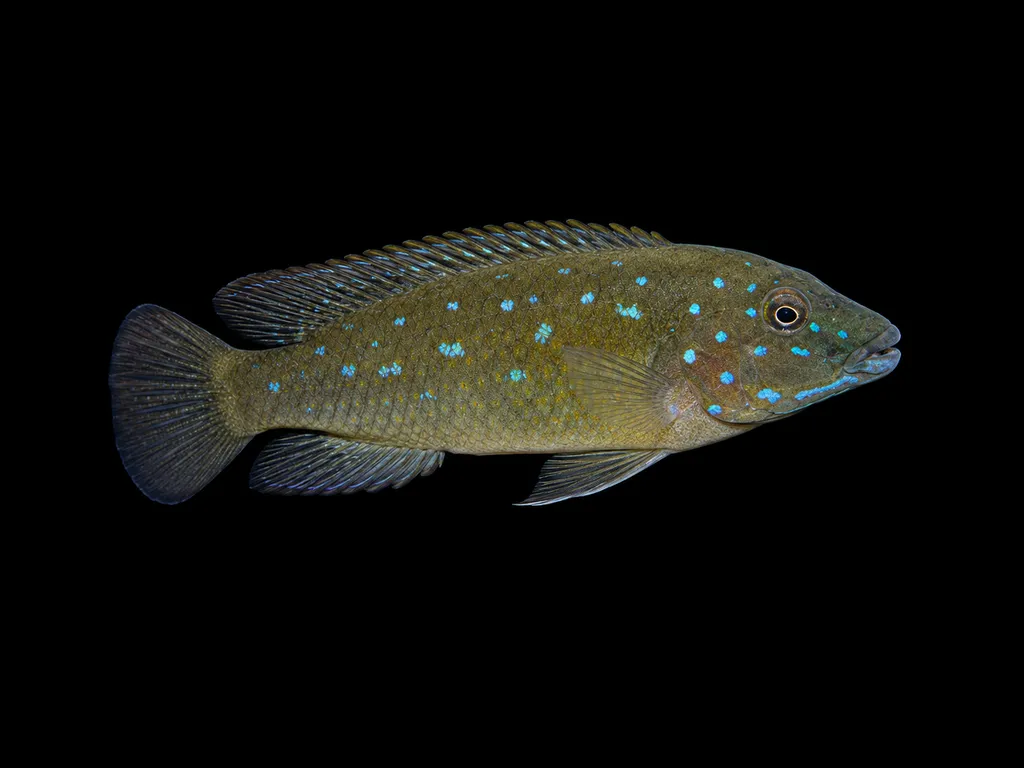 Blue-spot goby cichlid (Spathodus erythrodon)