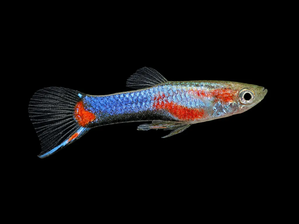 Blue star endler (Poecilia wingei)