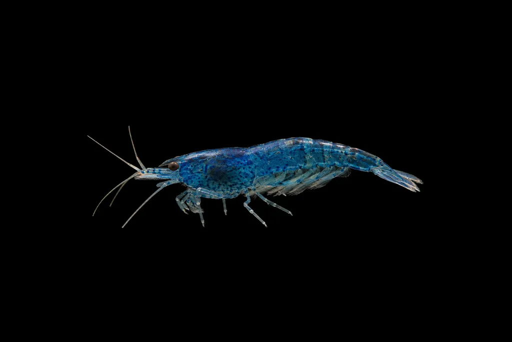Blueberry shrimp (Neocaridina davidi)