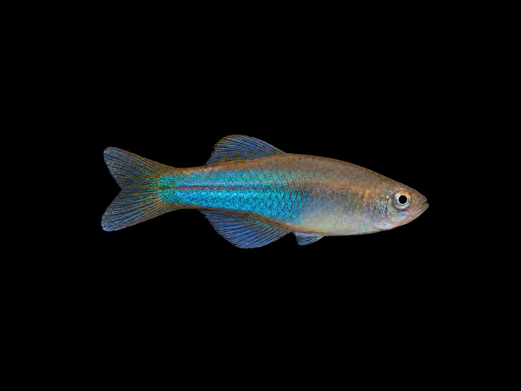 Blue-green lampeye (Procatopus aberrans)