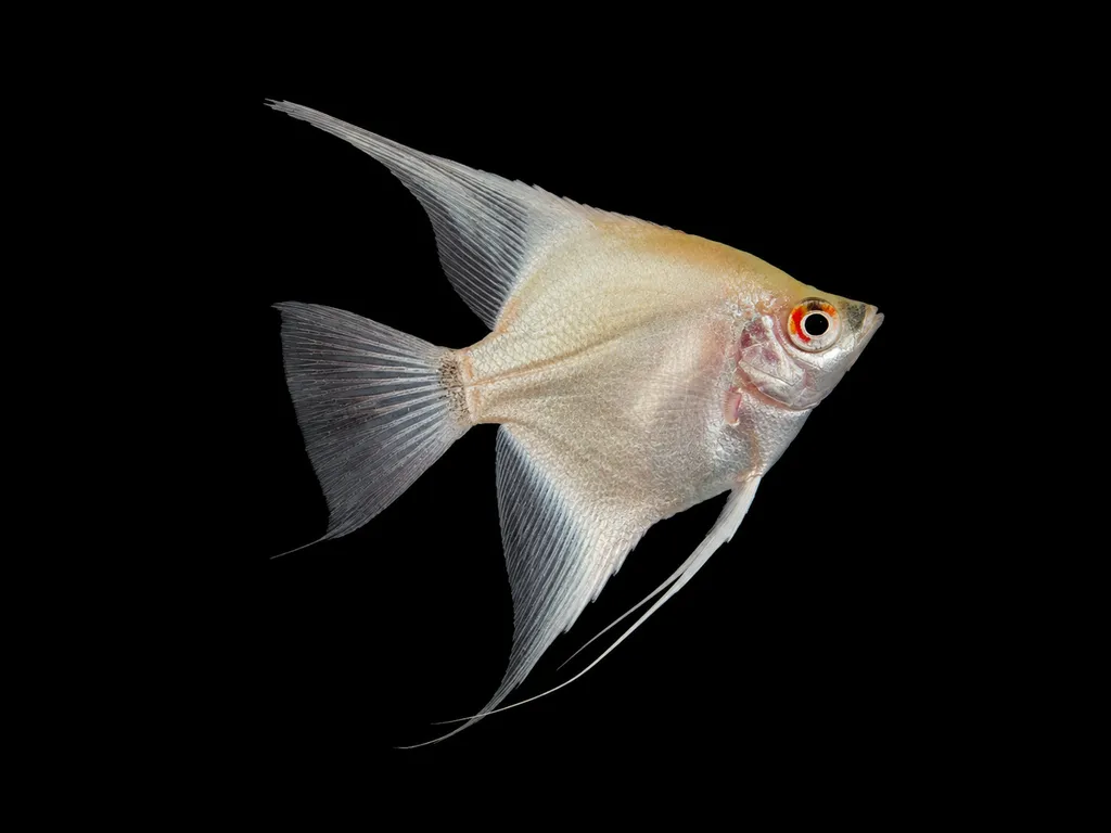 Blushing angelfish (Pterophyllum scalare)