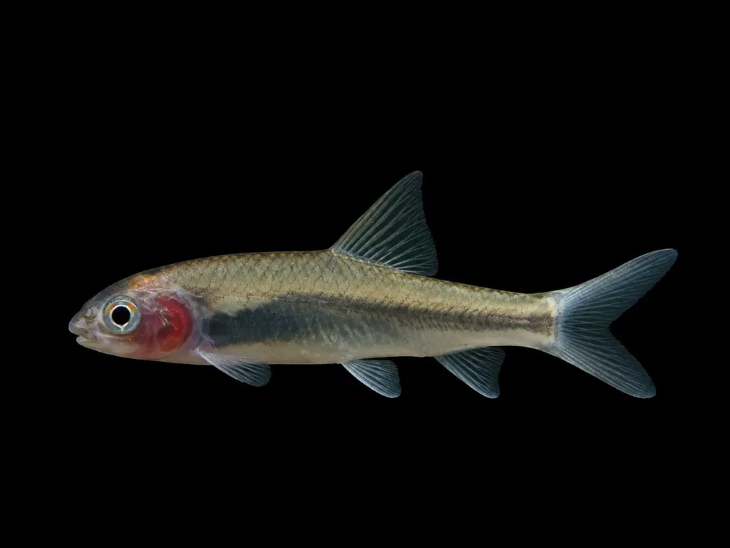 Boga labeo (Labeo boga)