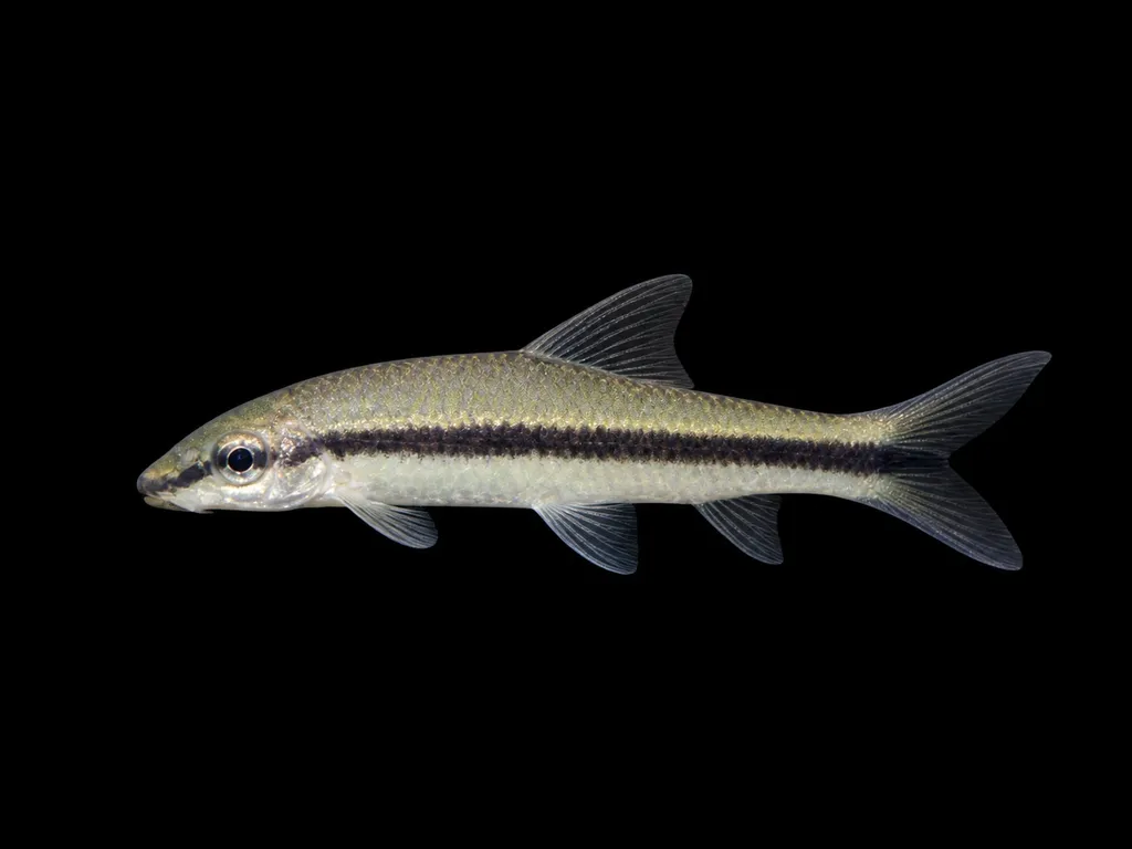 Borneo black-lobe algae eater (Crossocheilus nigriloba)