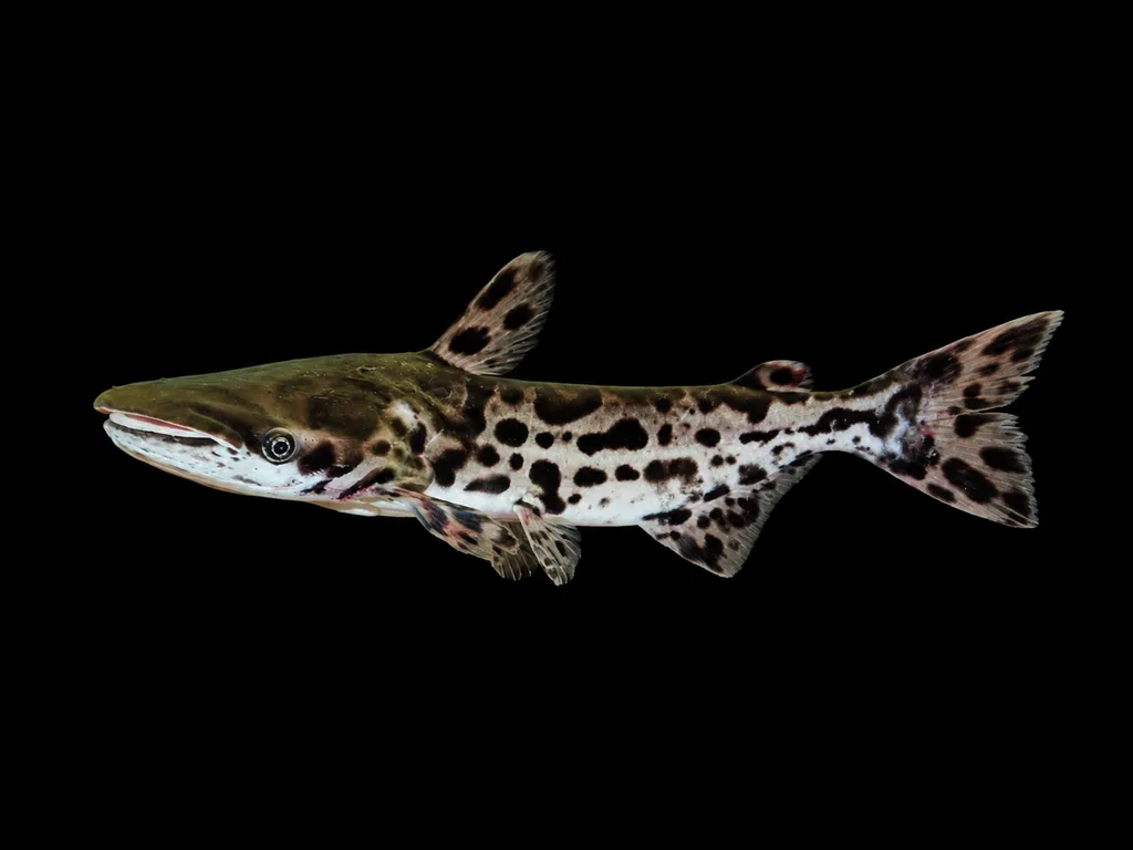 Bottlenose catfish (Ageneiosus marmoratus)