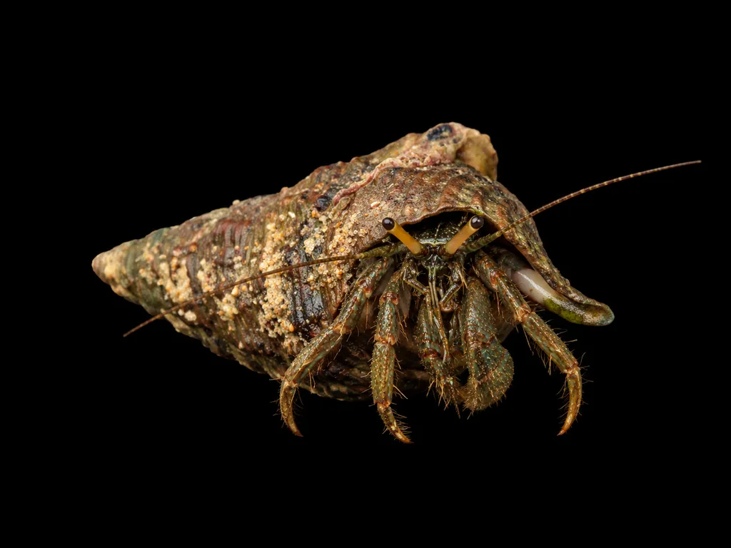 Brackish hermit crab (Clibanarius longitarsus)