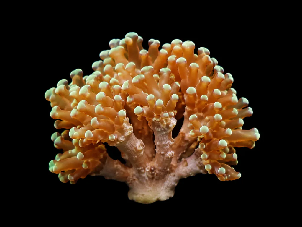 Branching frogspawn coral (Fimbriaphyllia paradivisa)
