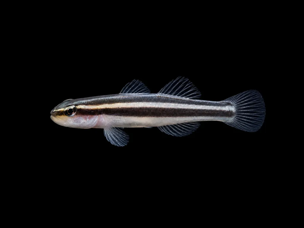 Broadstripe cleaner goby (Elacatinus prochilos)