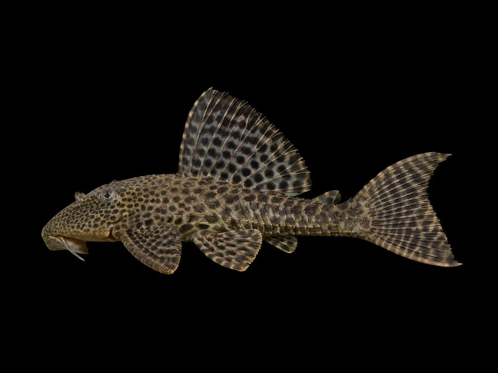Brown pleco (Hypostomus plecostomoides)