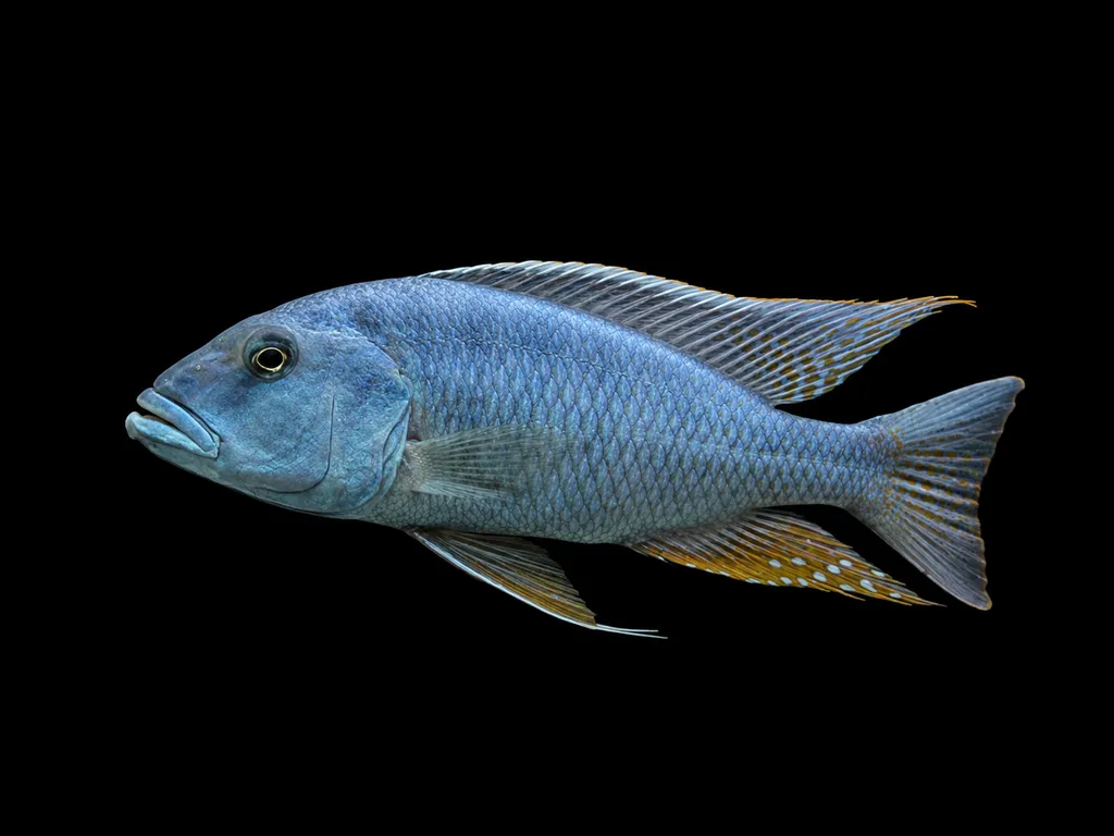 Heterotaenia hap (Buccochromis heterotaenia)