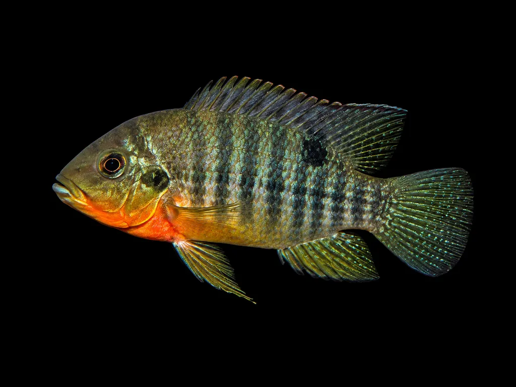 Büttikofer's pelmatochromis (Pelmatochromis buettikoferi)