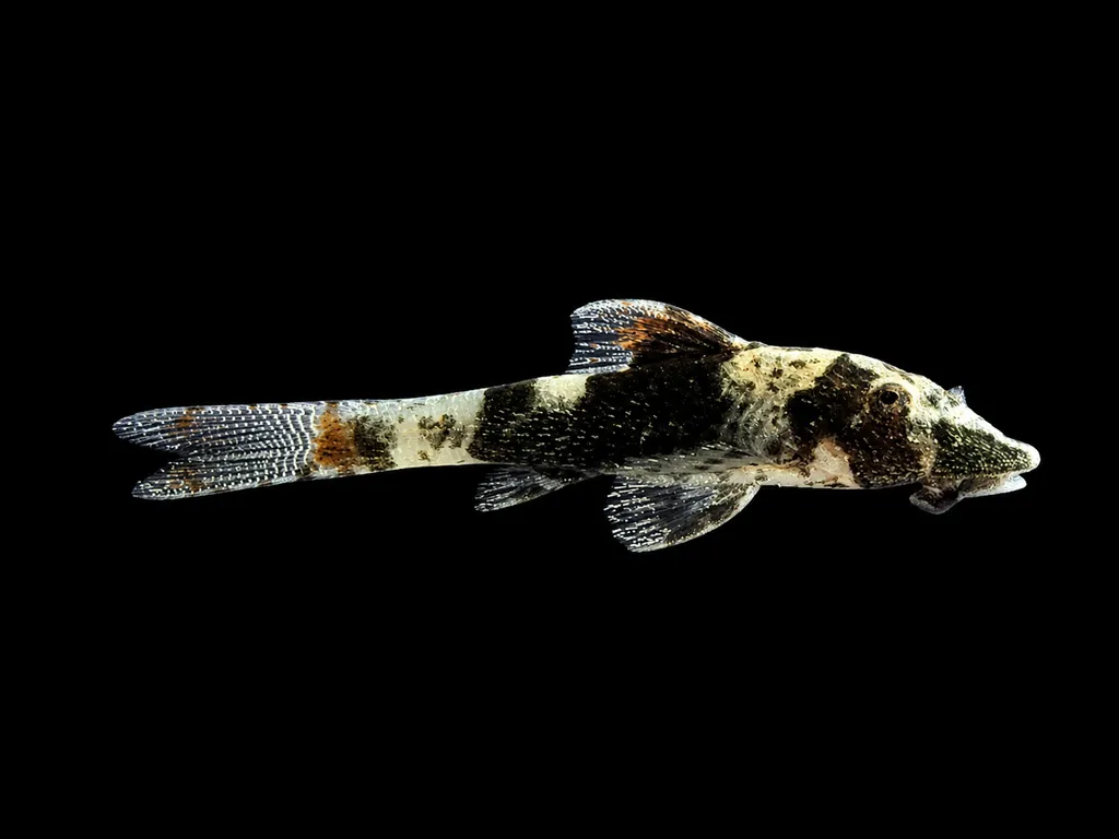 Bumblebee otocinclus (Rhinotocinclus isabelae)