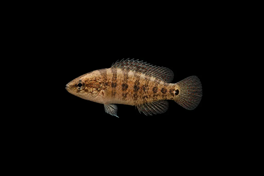 Burmese caterpillar badis (Badis pyema)