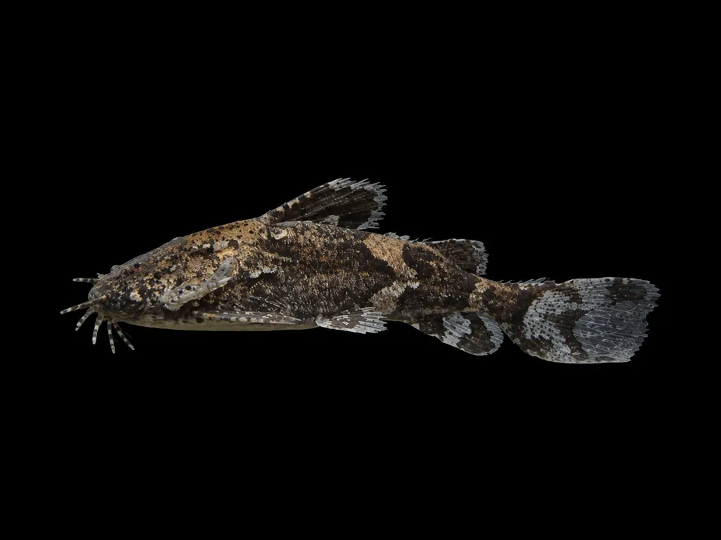 Burmese mini moth catfish (Hara minuscula)