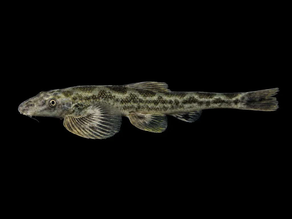 Burmese stone loach (Balitora burmanica)