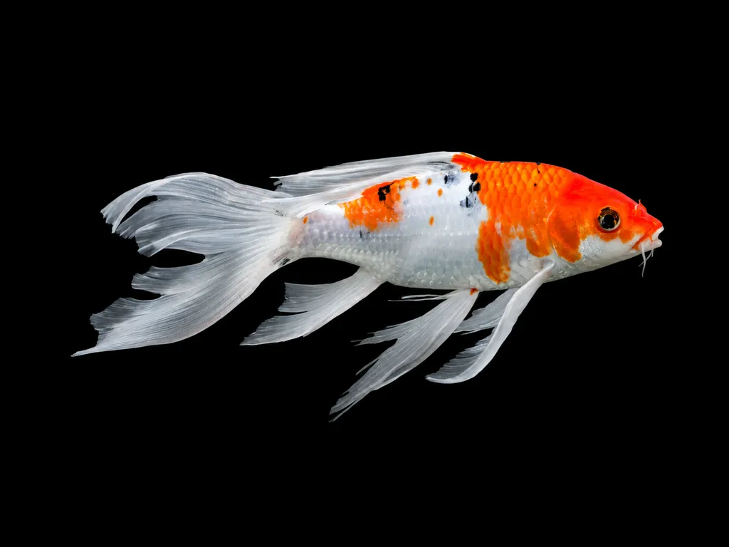 Butterfly koi (Cyprinus rubrofuscus)