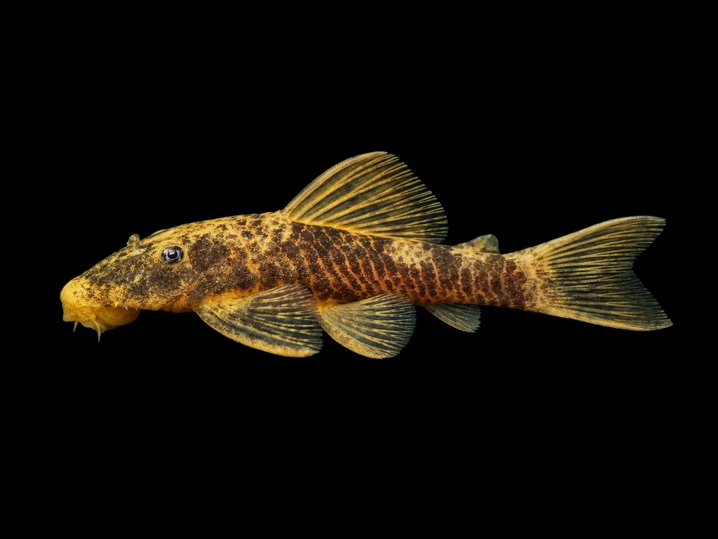 Calico bristlenose pleco (Ancistrus sp.)