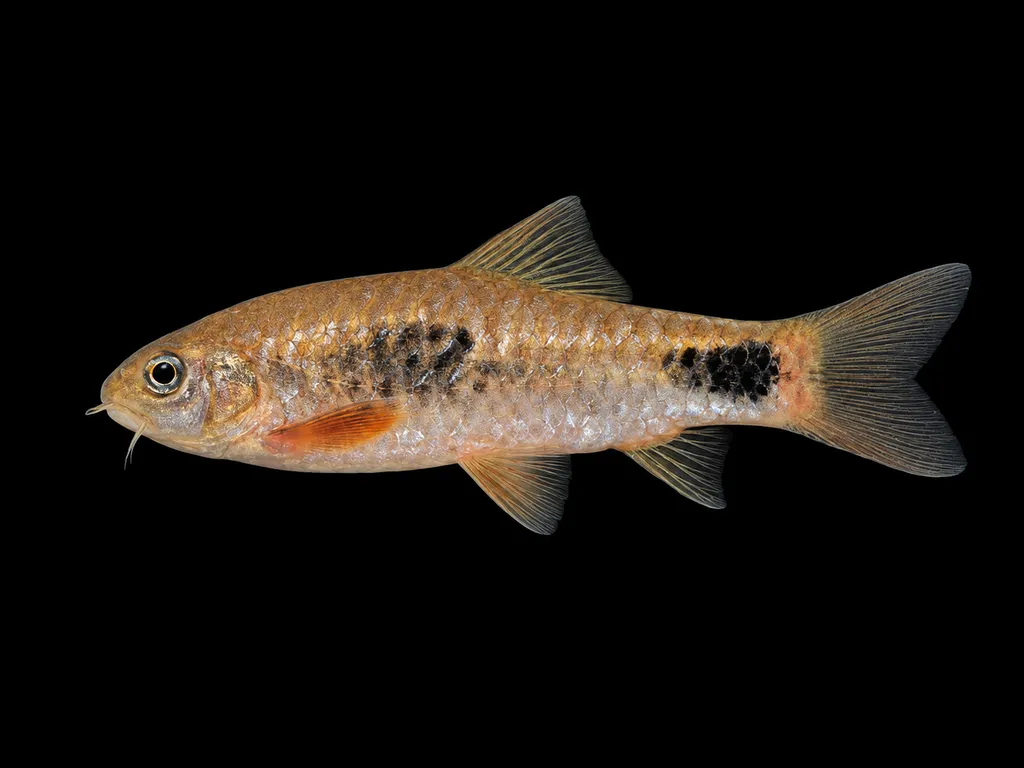 Cameroon barb (Enteromius camptacanthus)