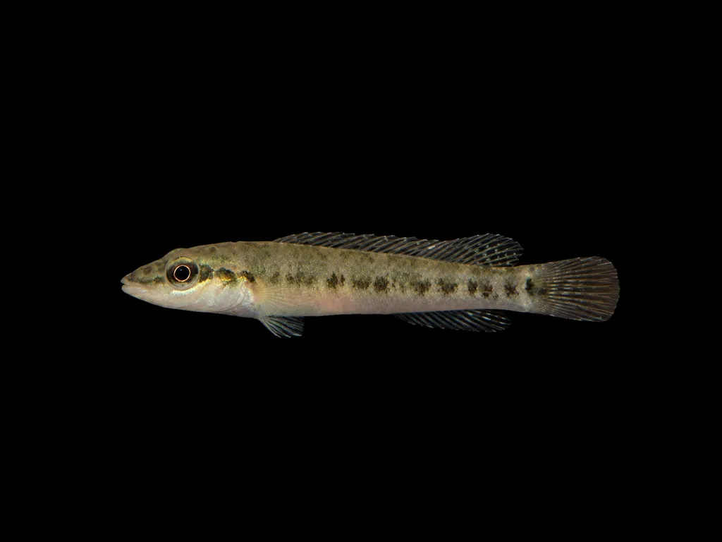 Centrarchus dwarf pike (Teleocichla centrarchus)