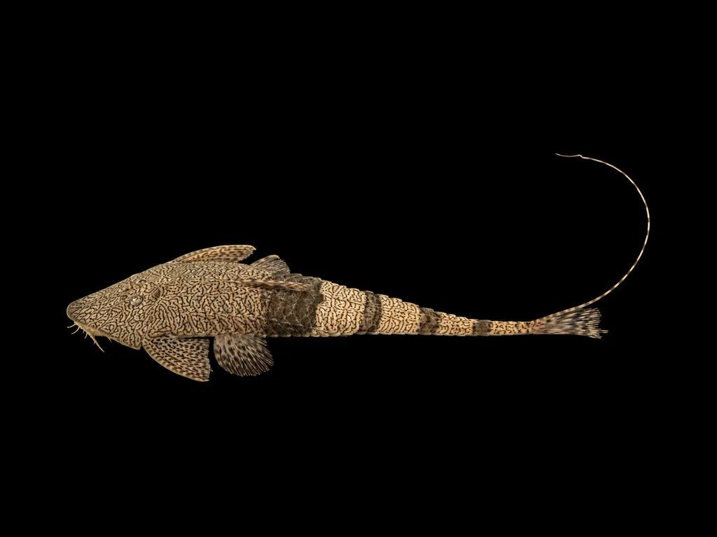 Chameleon whiptail (Pseudohemiodon apithanos)