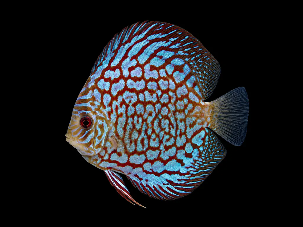 Checkerboard discus (Symphysodon aequifasciatus)