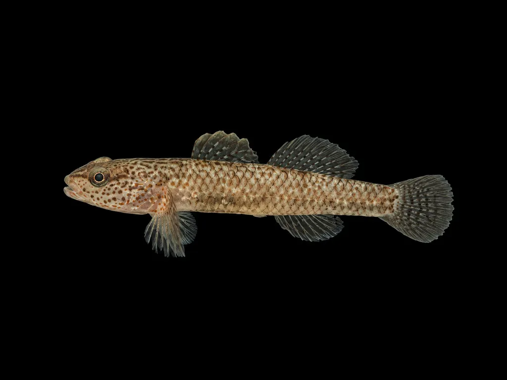 Chiangmai stream goby (Rhinogobius chiengmaiensis)