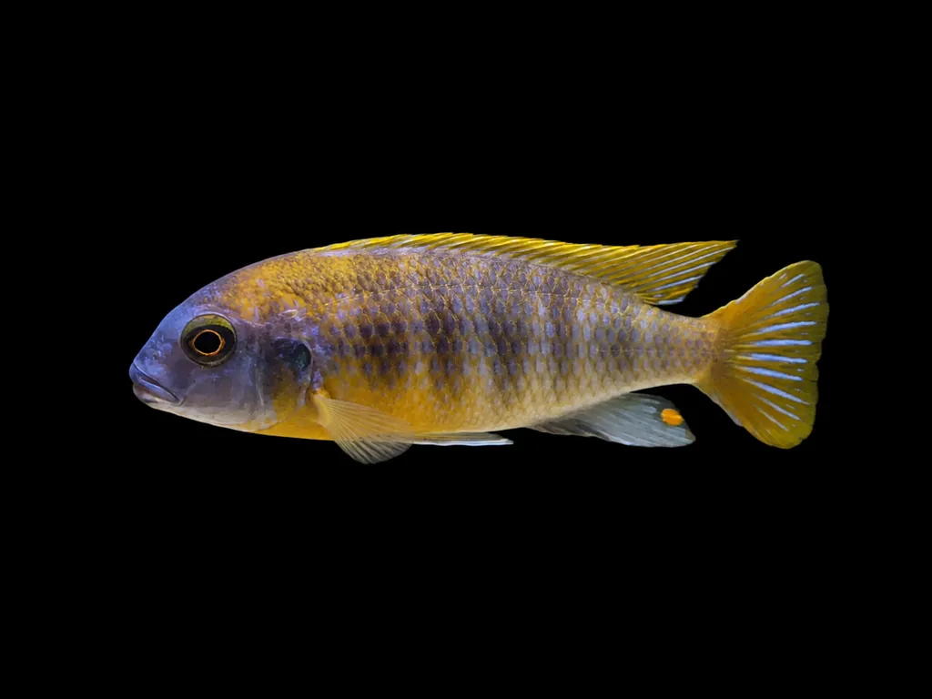 Chidunga zebra (Metriaclima patricki)