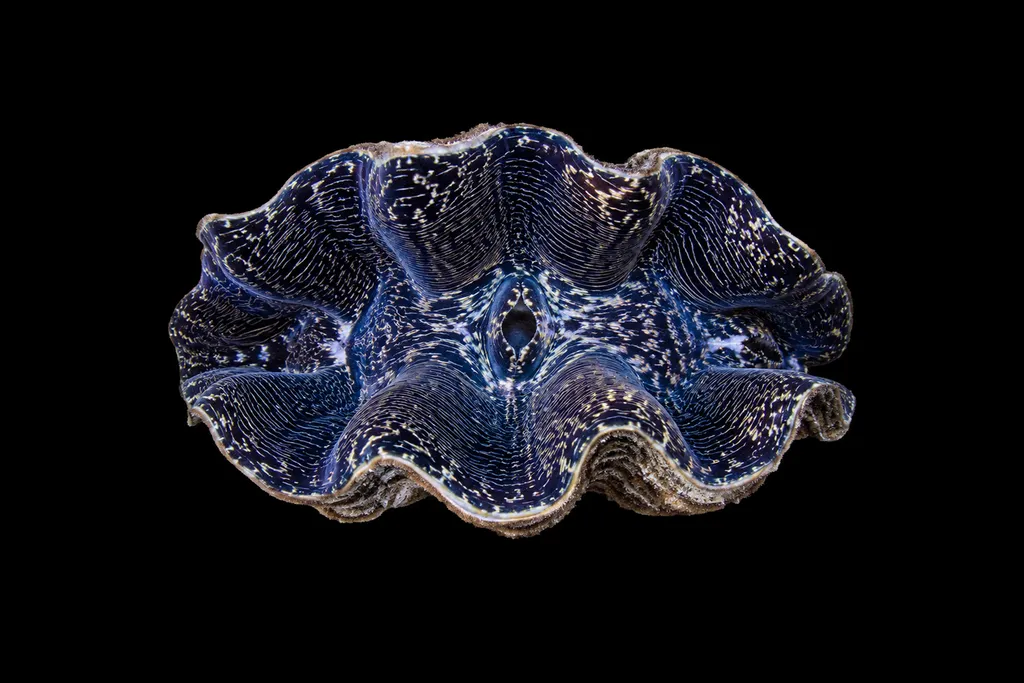 China clam (Hippopus porcellanus)