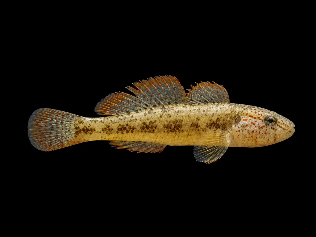 Chinese mandarin goby (Sineleotris saccharae)