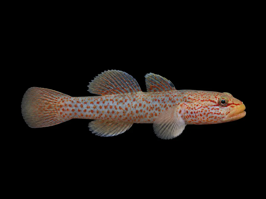 Chinese red ninja goby (Rhinogobius shennongensis)