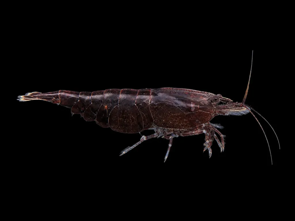 Chocolate shrimp (Neocaridina davidi)