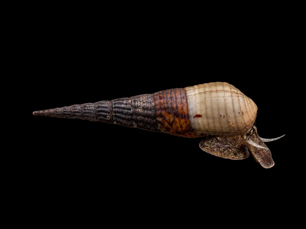 Chopstick snail (Stenomelania torulosa)