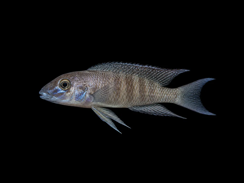 Christy's lamprologus (Neolamprologus christyi)