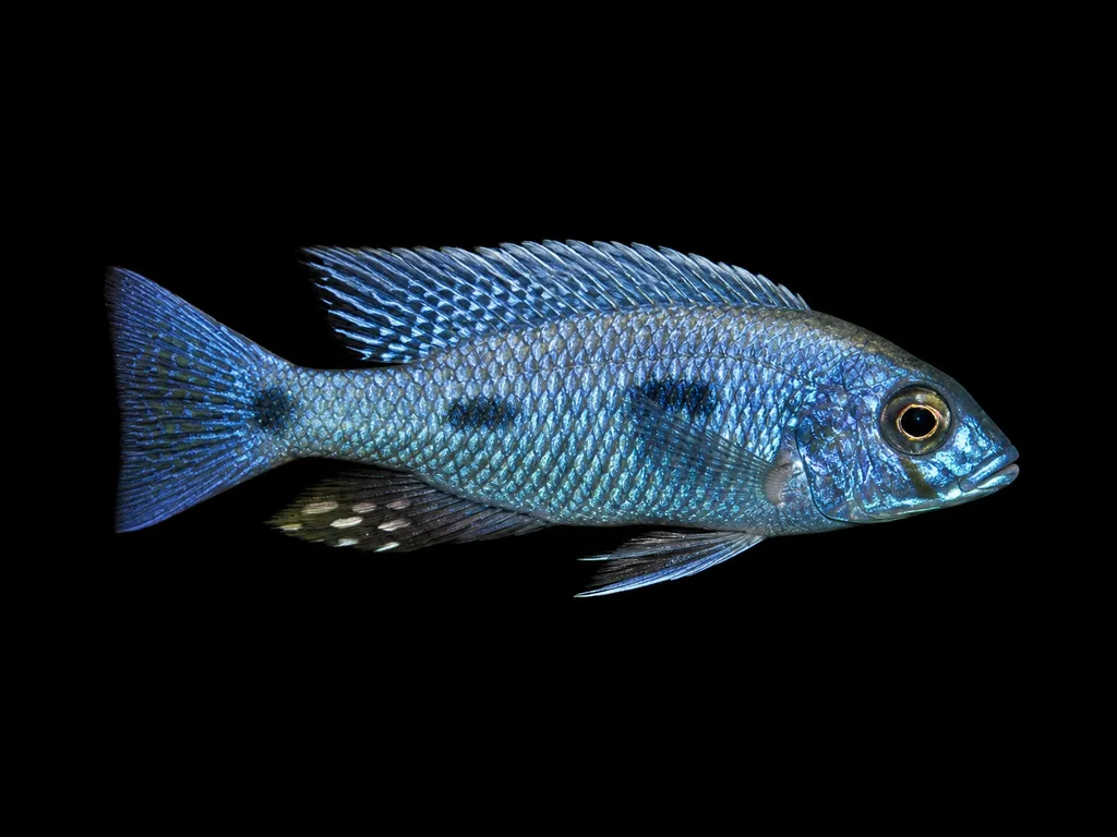 Chrysonotus utaka (Copadichromis chrysonotus)