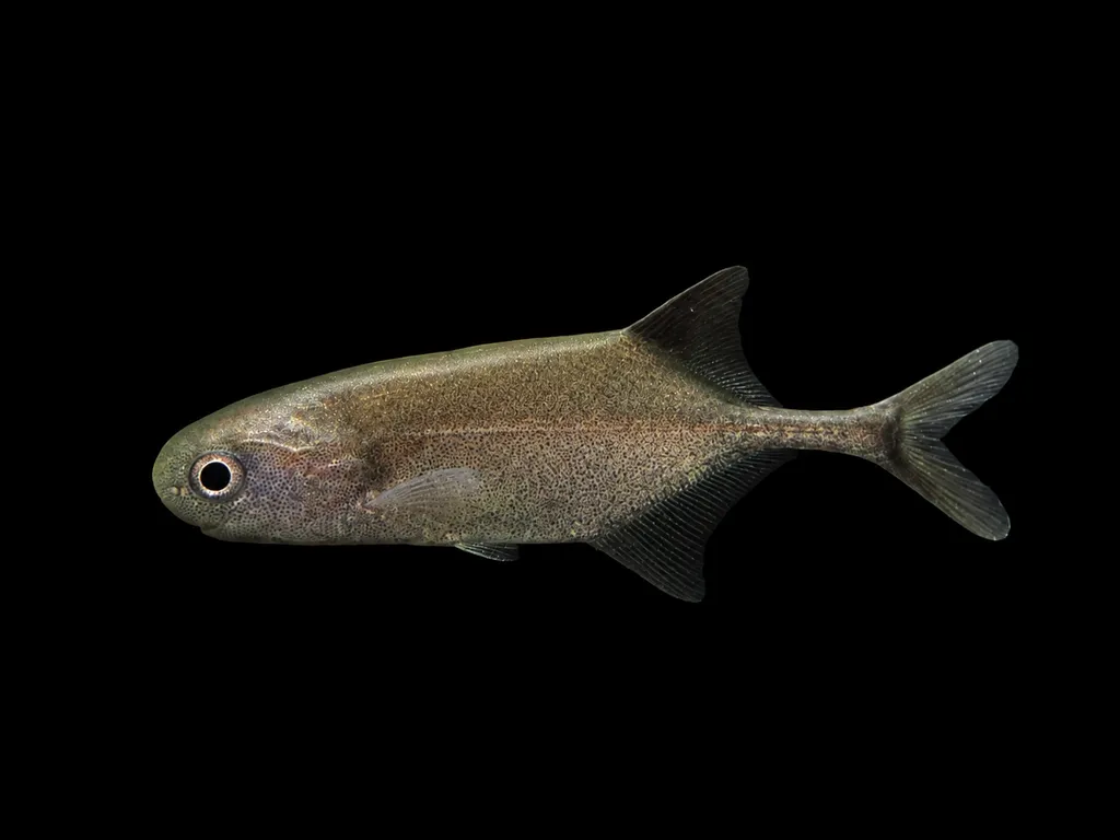 Churchill mormyrid (Petrocephalus simus)