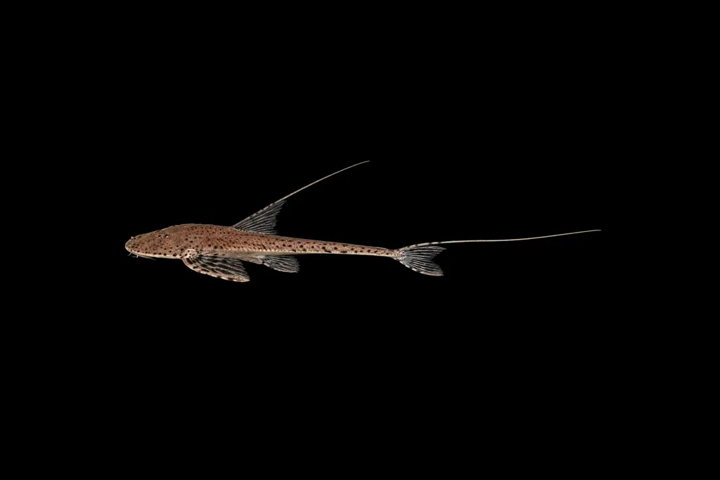 Circular whiptail (Planiloricaria cryptodon)