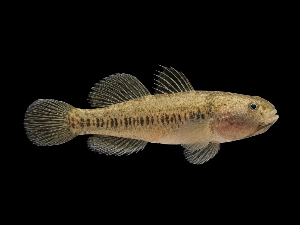 Clay goby (Dormitator lebretonis)